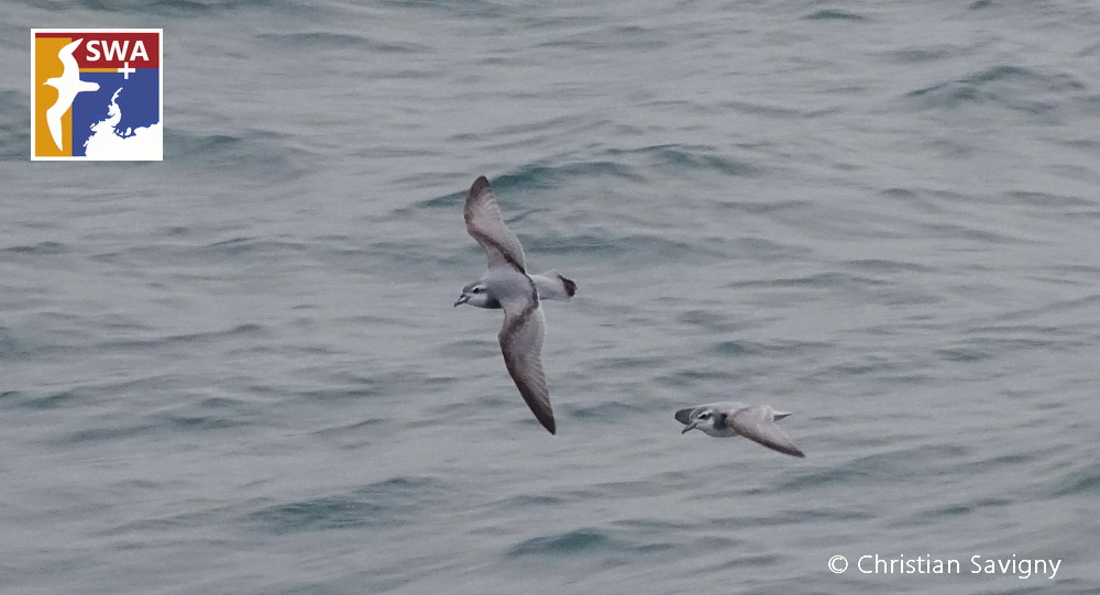 Foto Petrel Ballena Pico Ancho