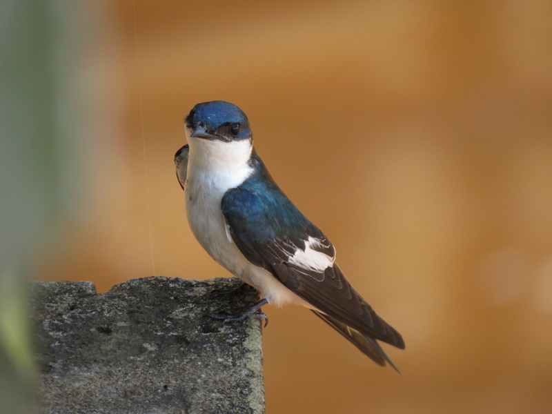 Foto Golondrina Ala Blanca