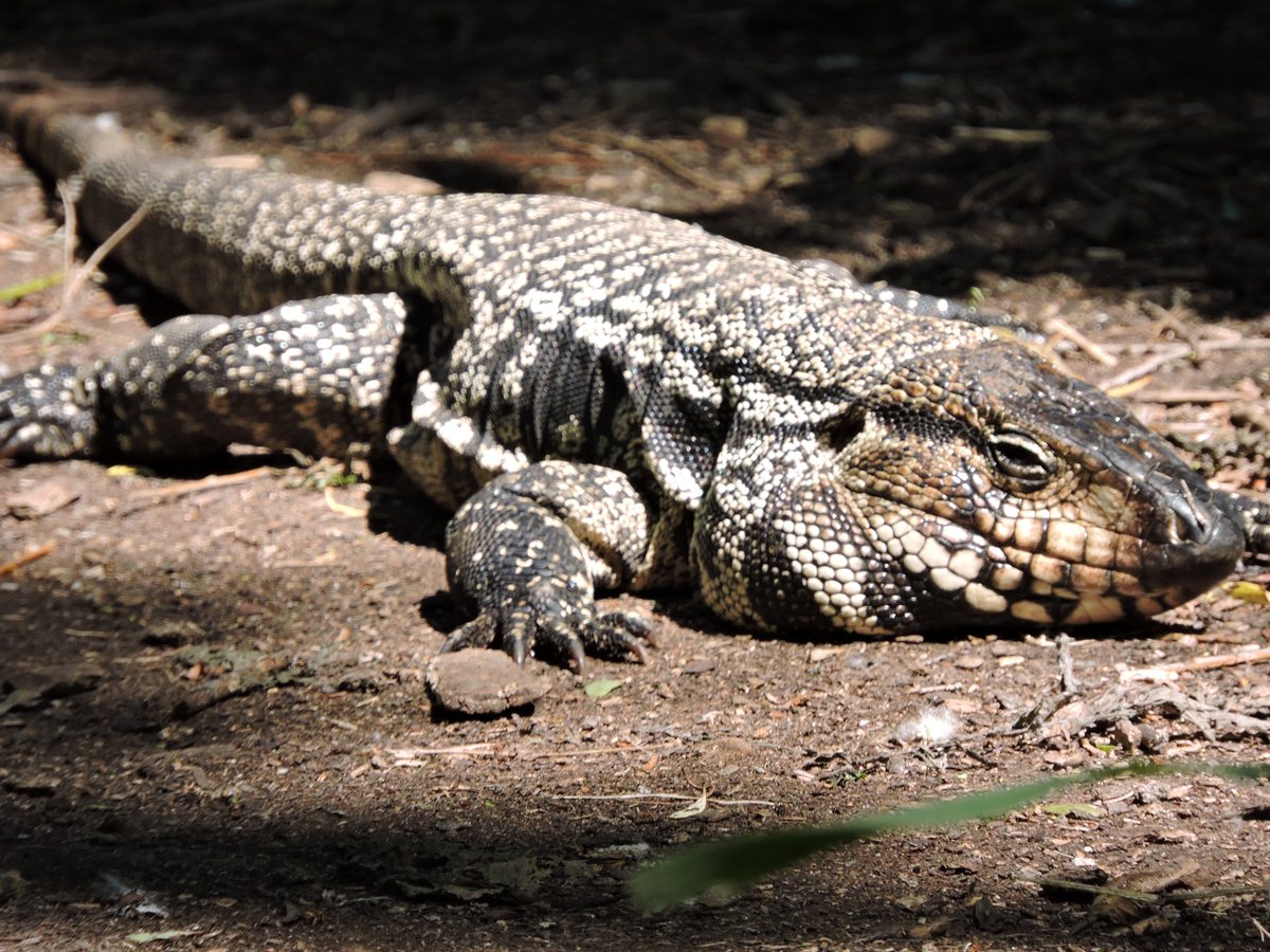 Foto Lagarto Overo