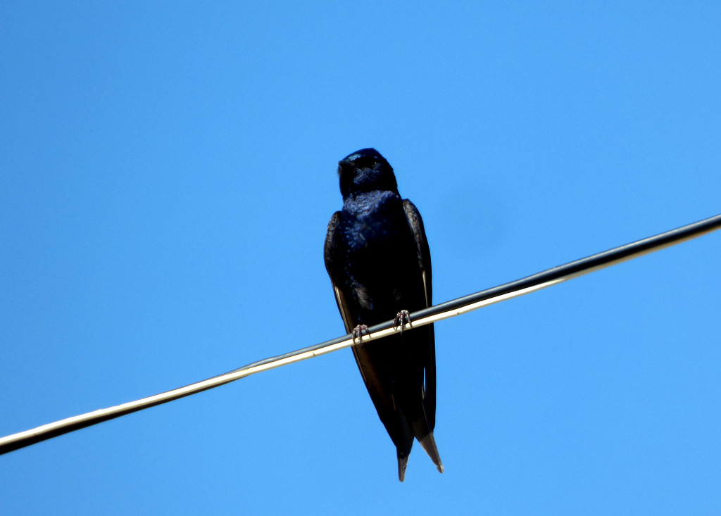 Foto Golondrina Negra