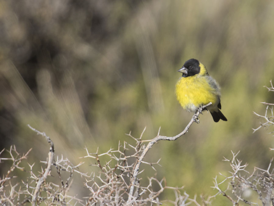 Foto Cabecitanegra Picudo