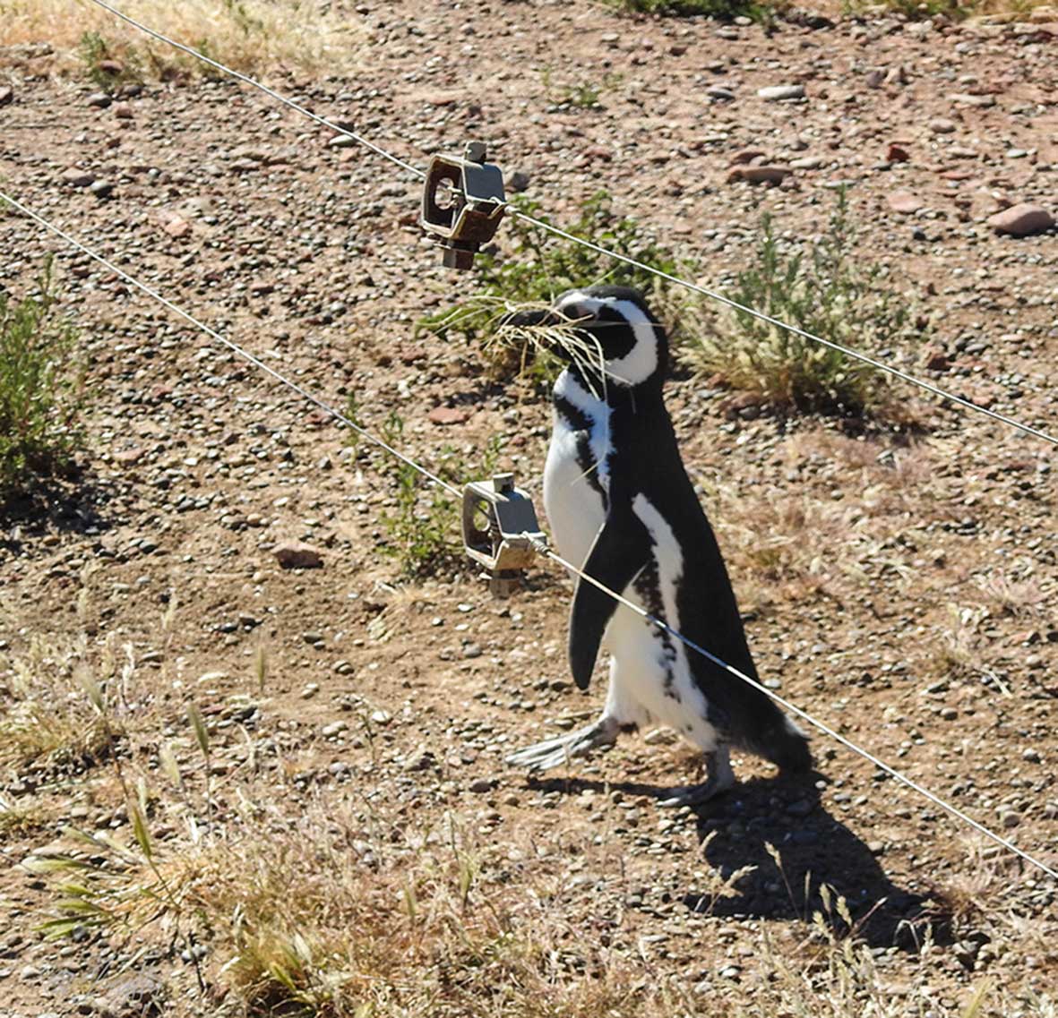 Foto Pingüino Patagónico
