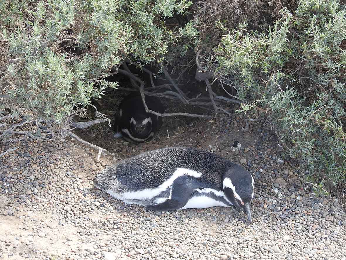 Foto Pingüino Patagónico