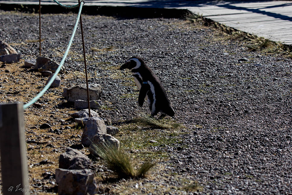 Foto Pingüino Patagónico