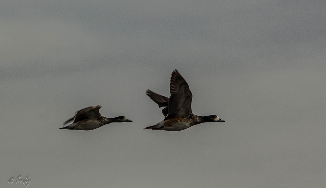 Photo Pato Overo