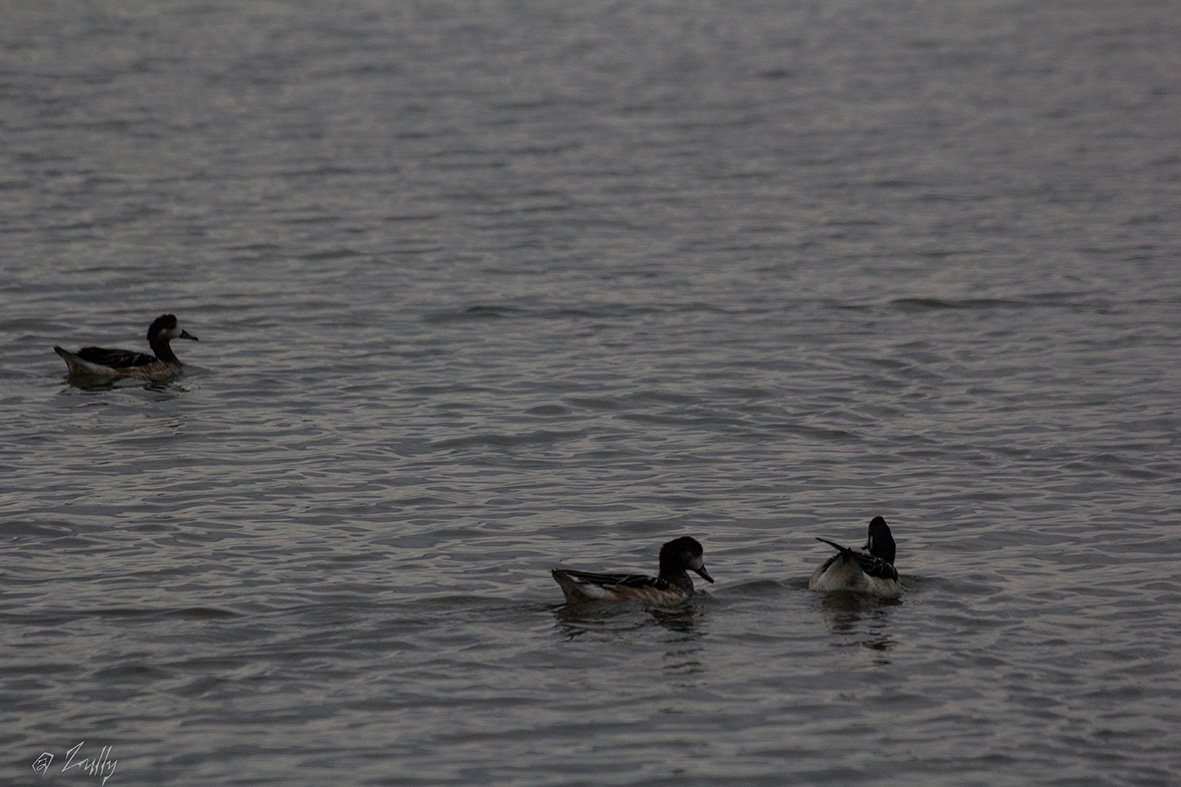 Photo Pato Overo