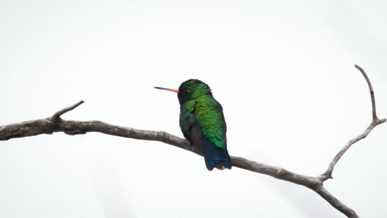 Photo Picaflor Común