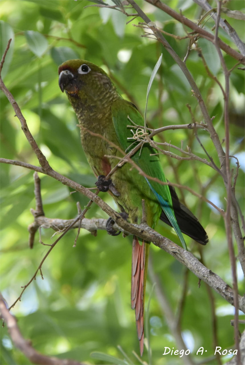 Photo Chiripepé Cabeza Verde