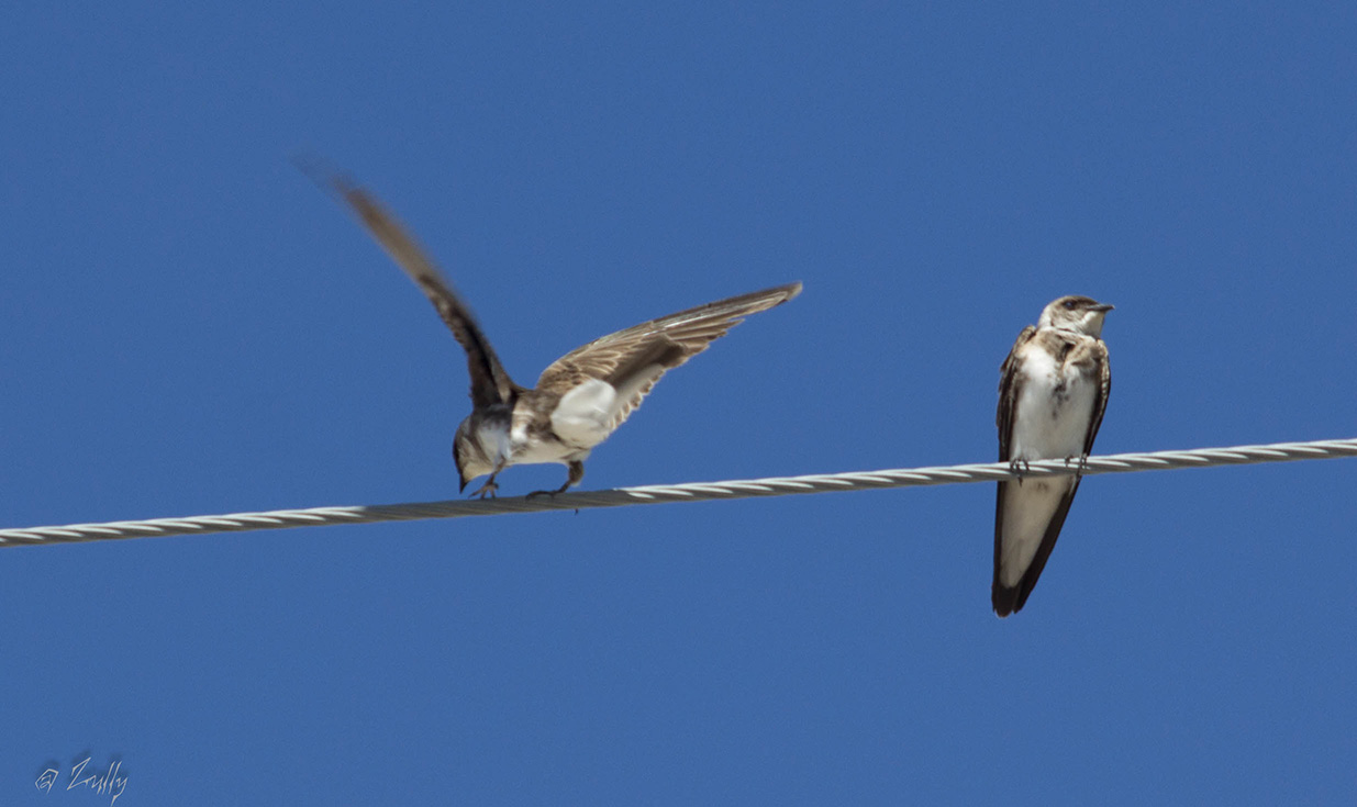 Foto Golondrina Parda