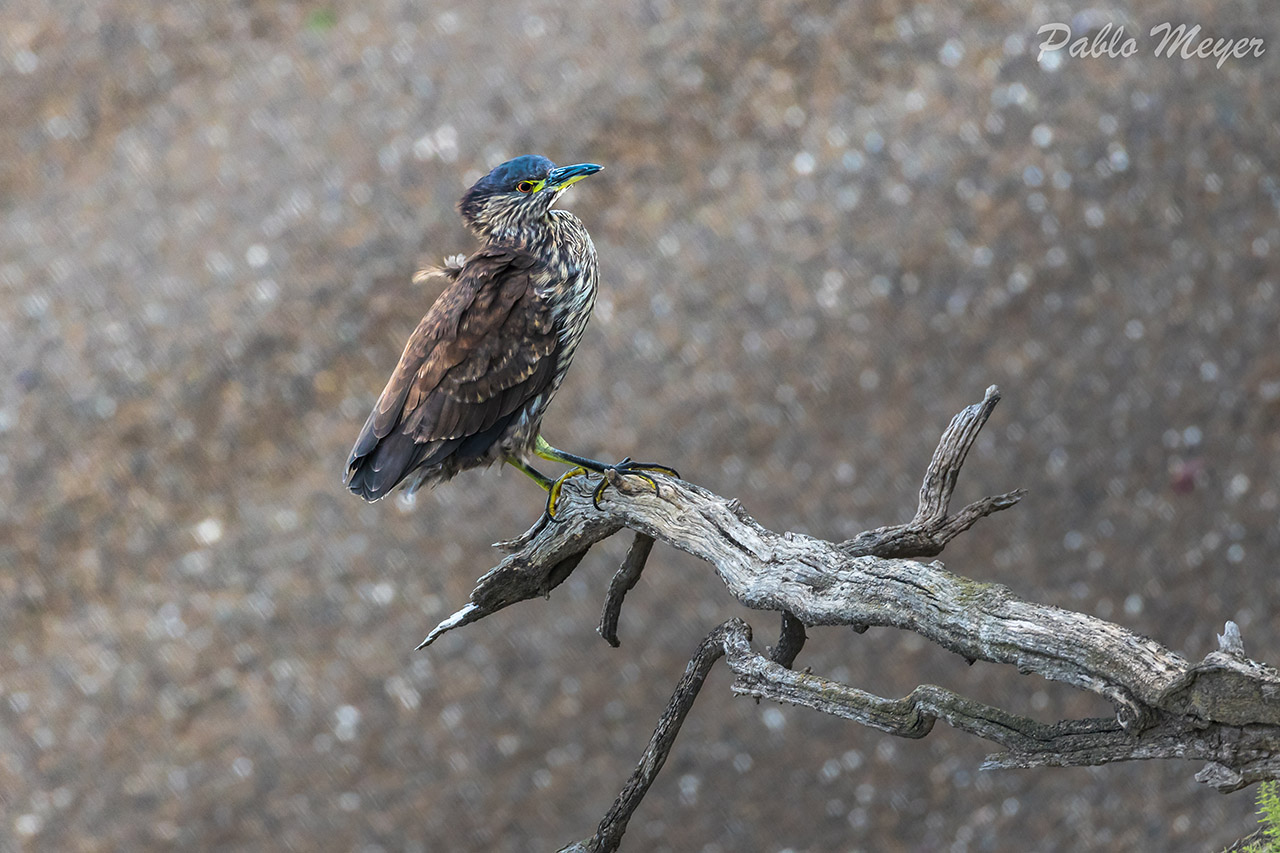 Foto Garza Bruja