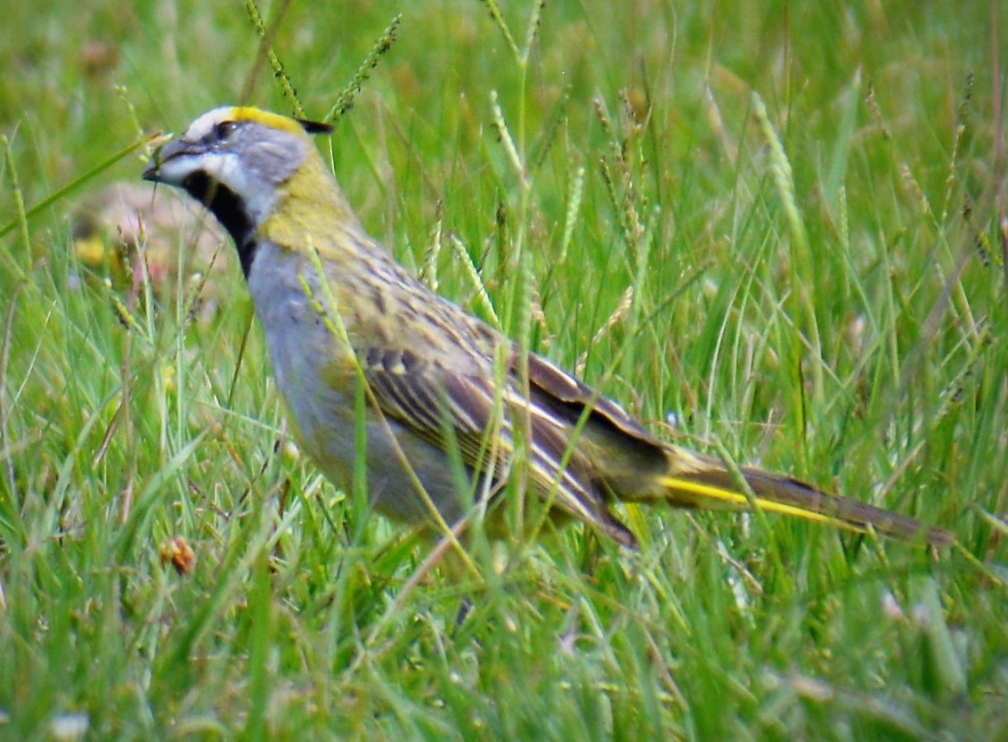 Photo Cardenal Amarillo