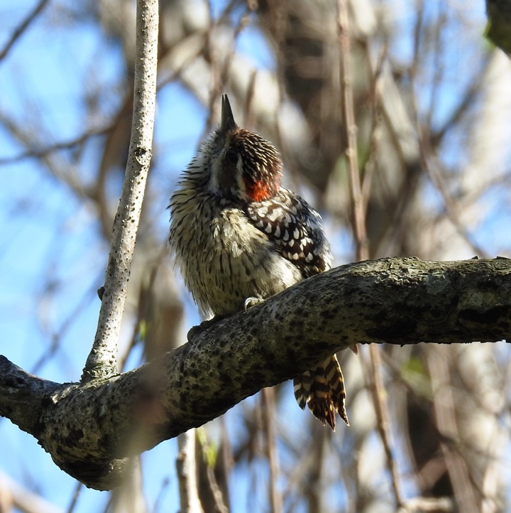 Foto Carpintero Bataraz Chico