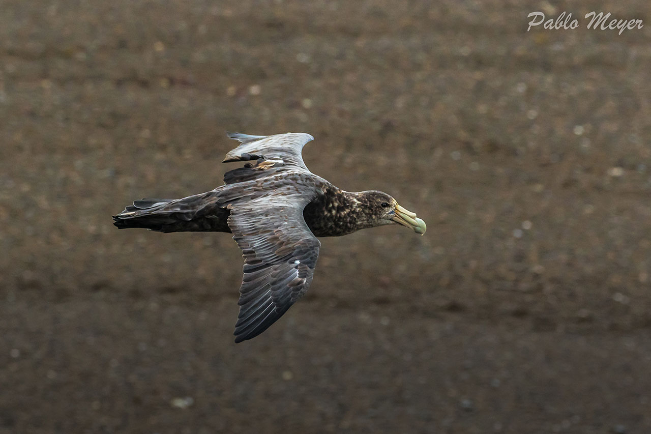 Photo Petrel Gigante Común