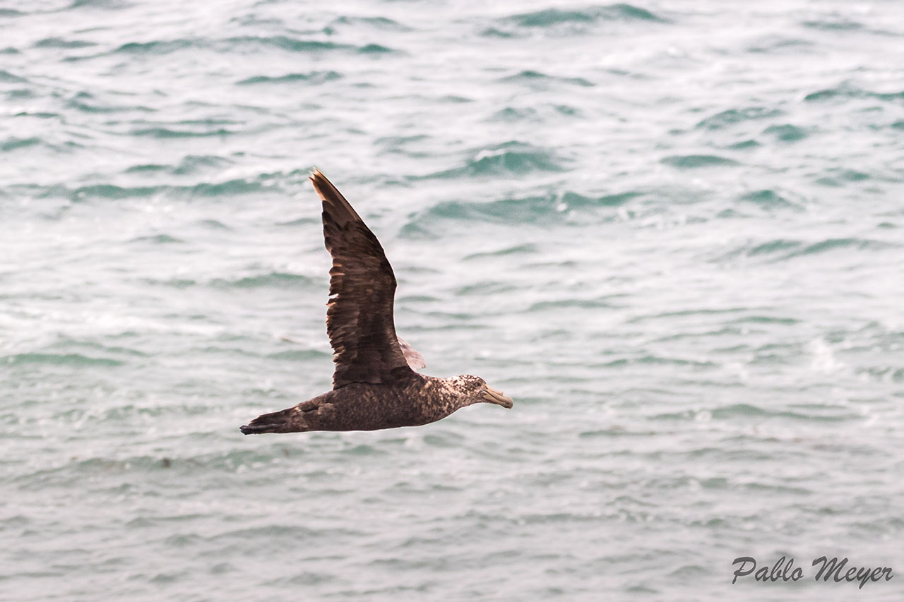Photo Petrel Gigante Común