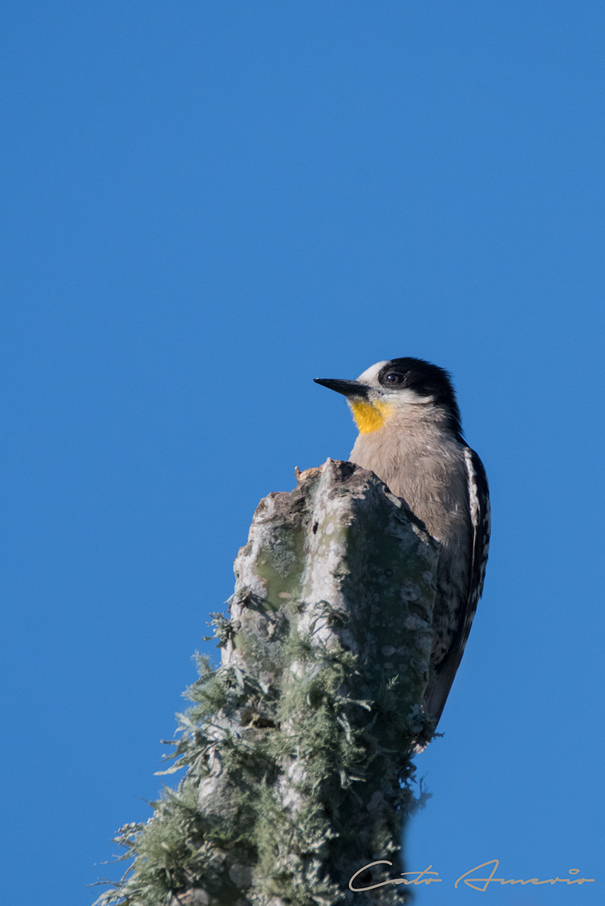 Foto Carpintero del Cardón