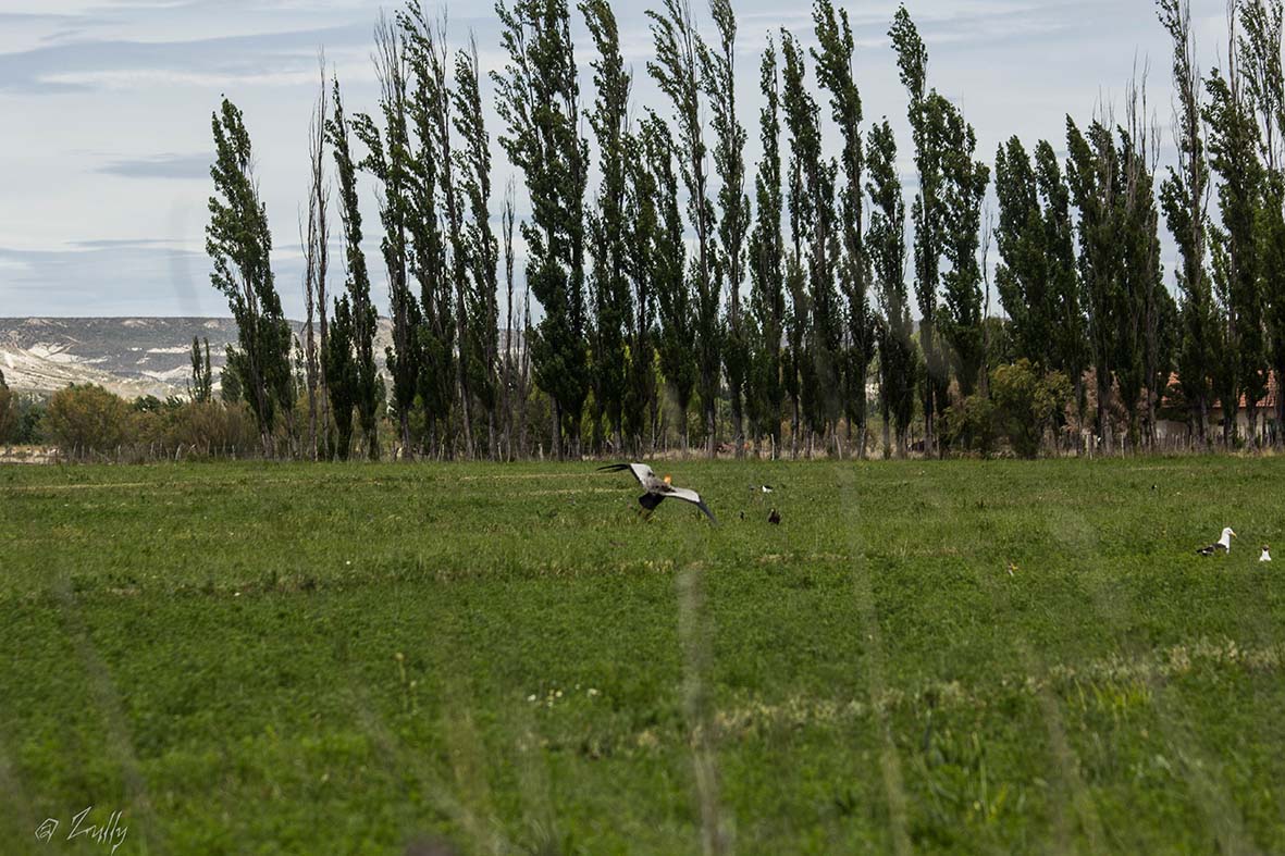 Photo Bandurria Austral