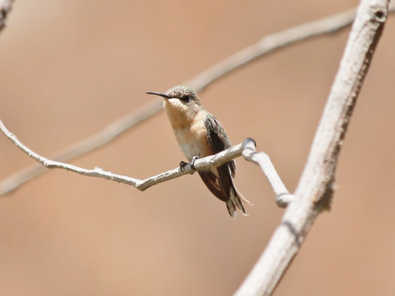 Foto Picaflor de Cora