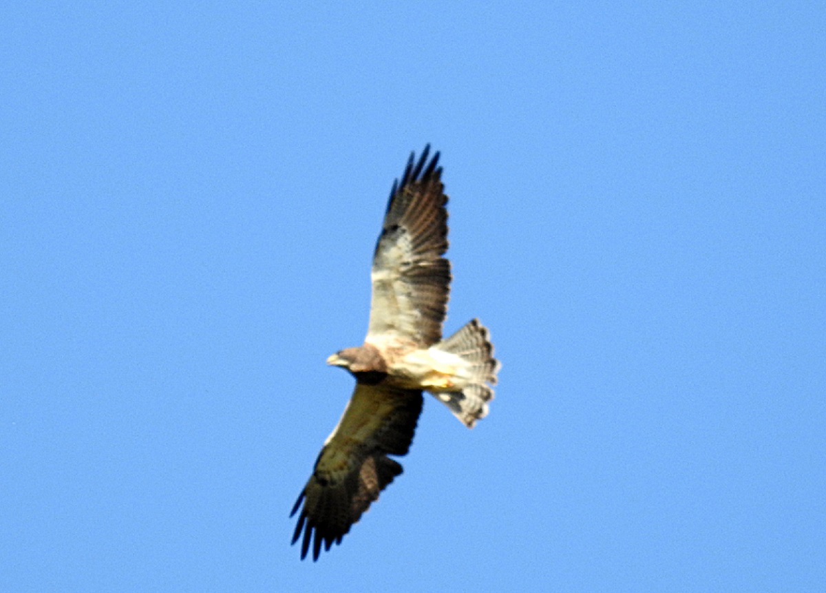 Photo Aguilucho Langostero