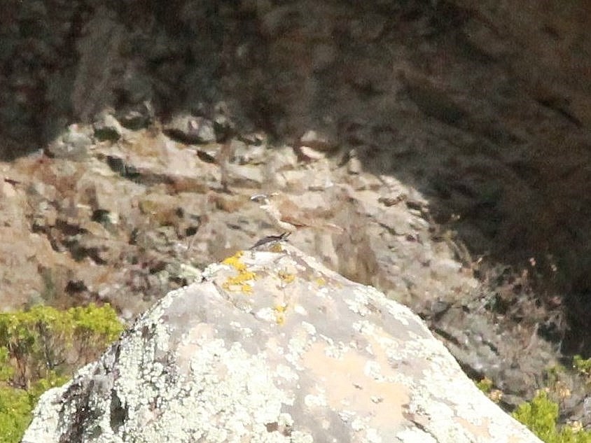 Foto Bandurrita Andina