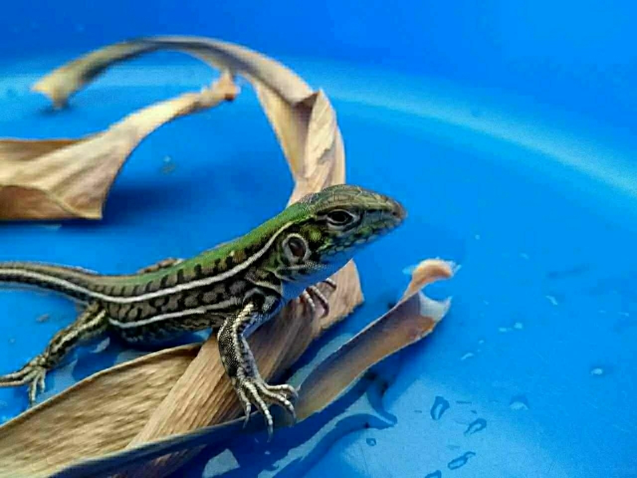 Foto Lagartija del Suquía