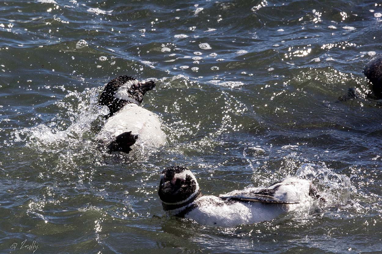 Foto Pingüino Patagónico