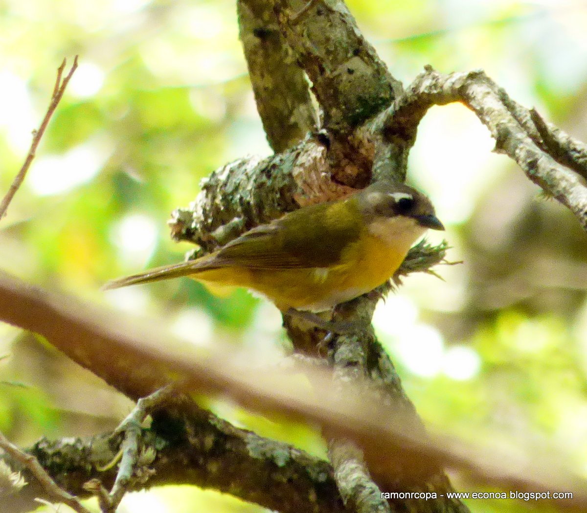 Foto Frutero Yungueño