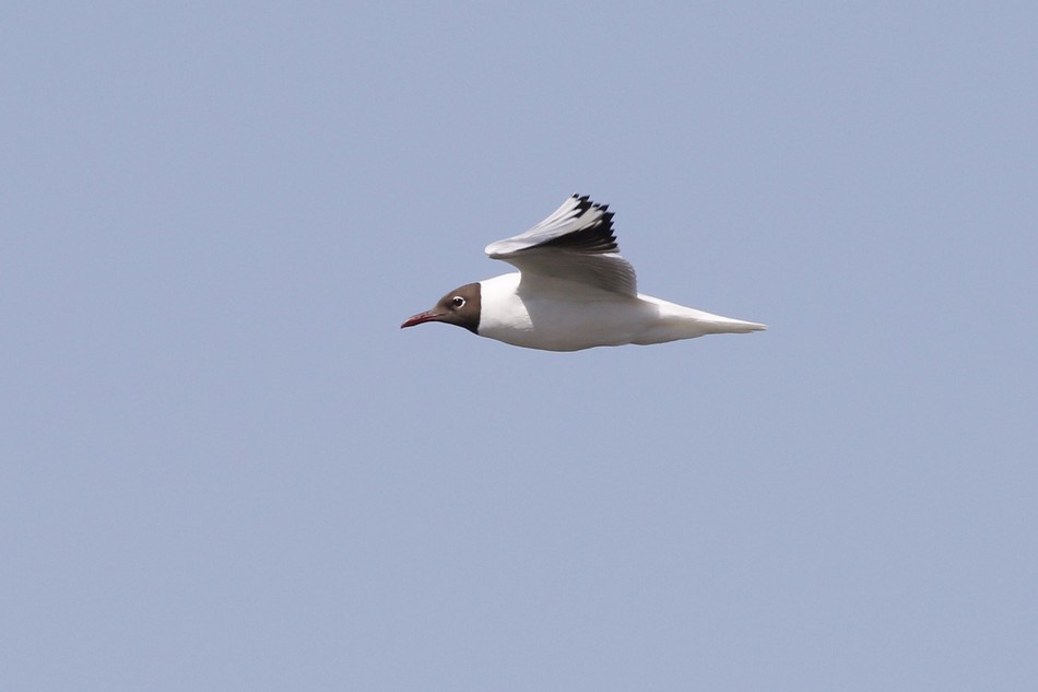 Photo Gaviota Capucho Café