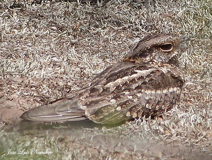 Foto Atajacaminos Tijera