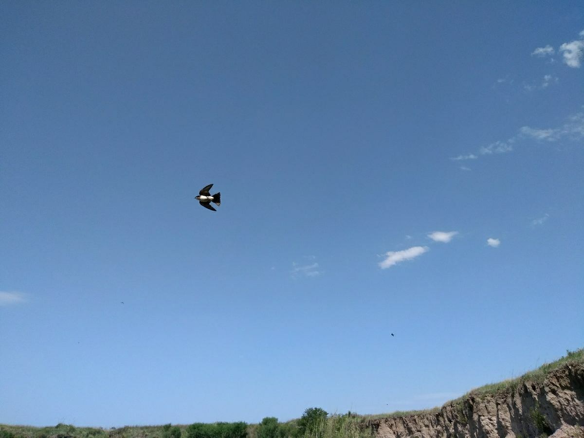 Foto Golondrina Barranquera