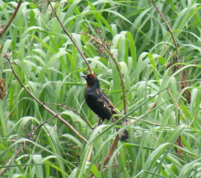 Photo Varillero Congo