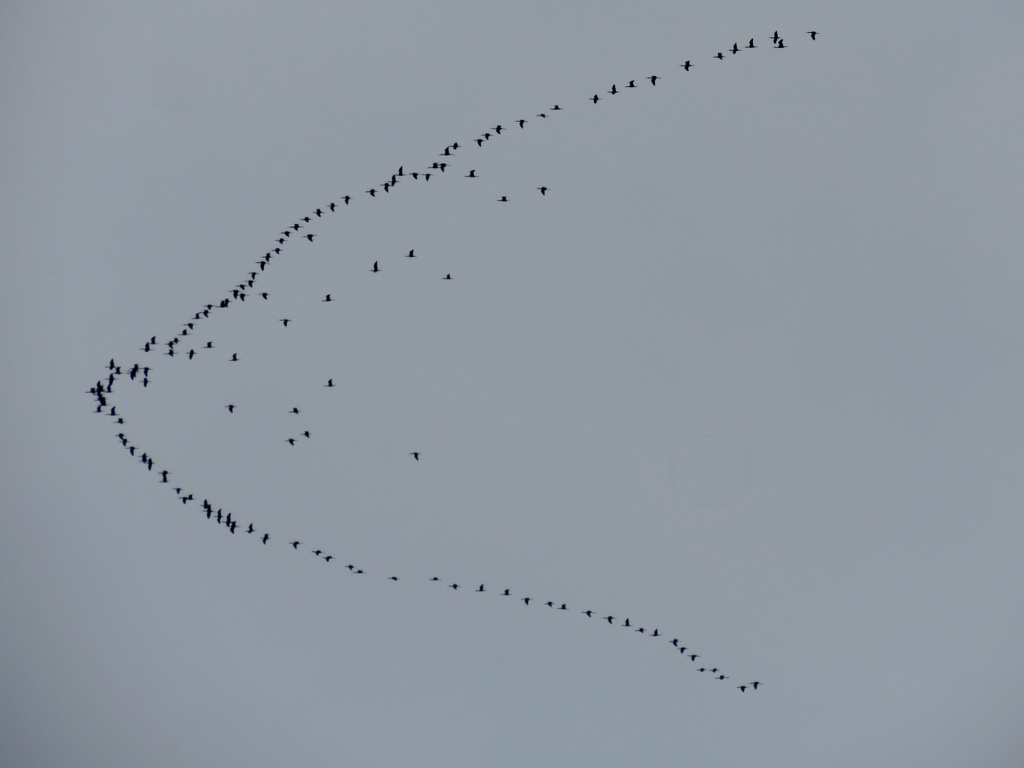 Photo Cuervillo de Cañada