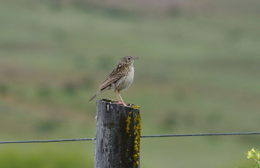 Foto Cachirla Pálida