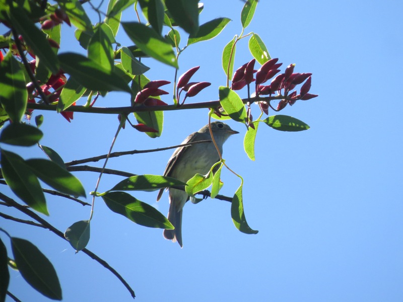 Foto Fiofío Pico Corto