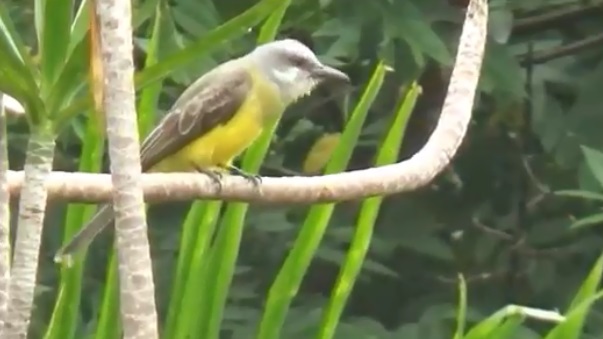 Photo Tirano Goliblanco