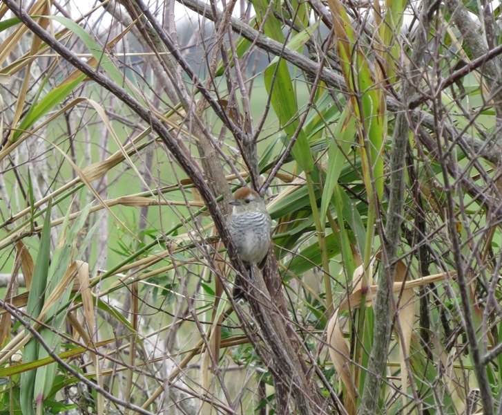 Photo Choca Corona Rojiza