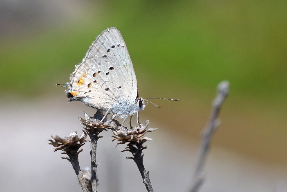 Photo Frotadora Común