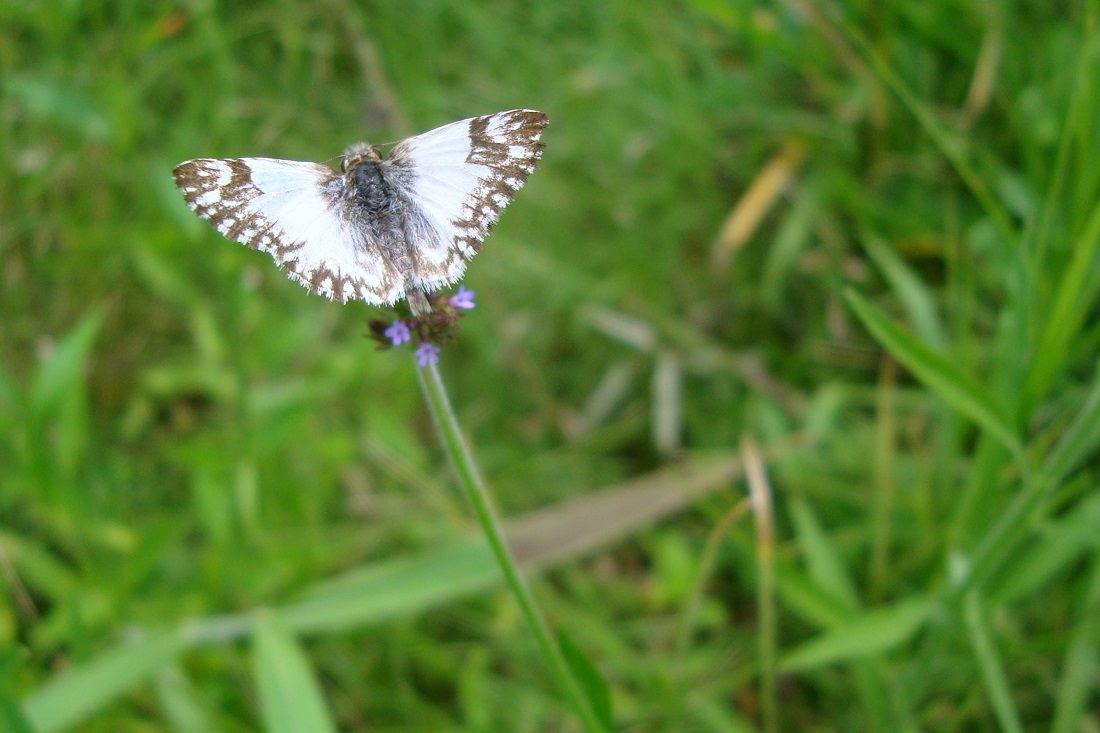 Foto Blanca Lomo Negro