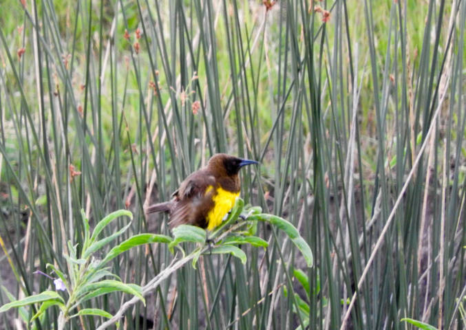 Foto Pecho Amarillo Común