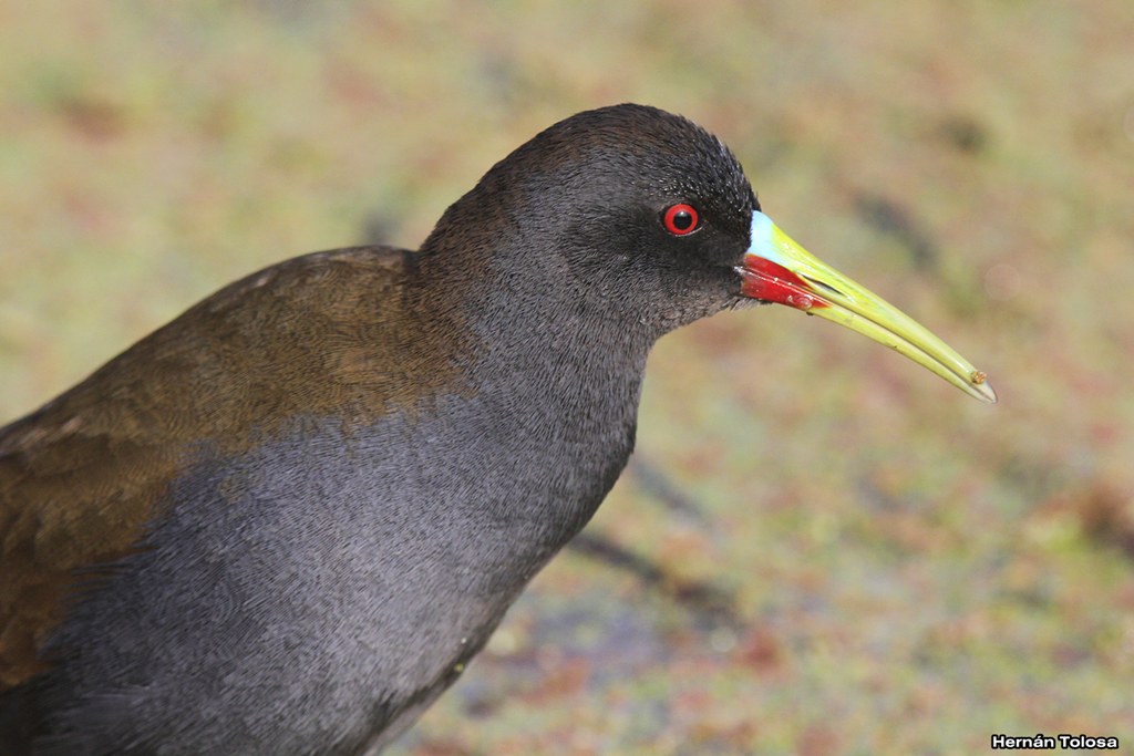 Foto Gallineta Común