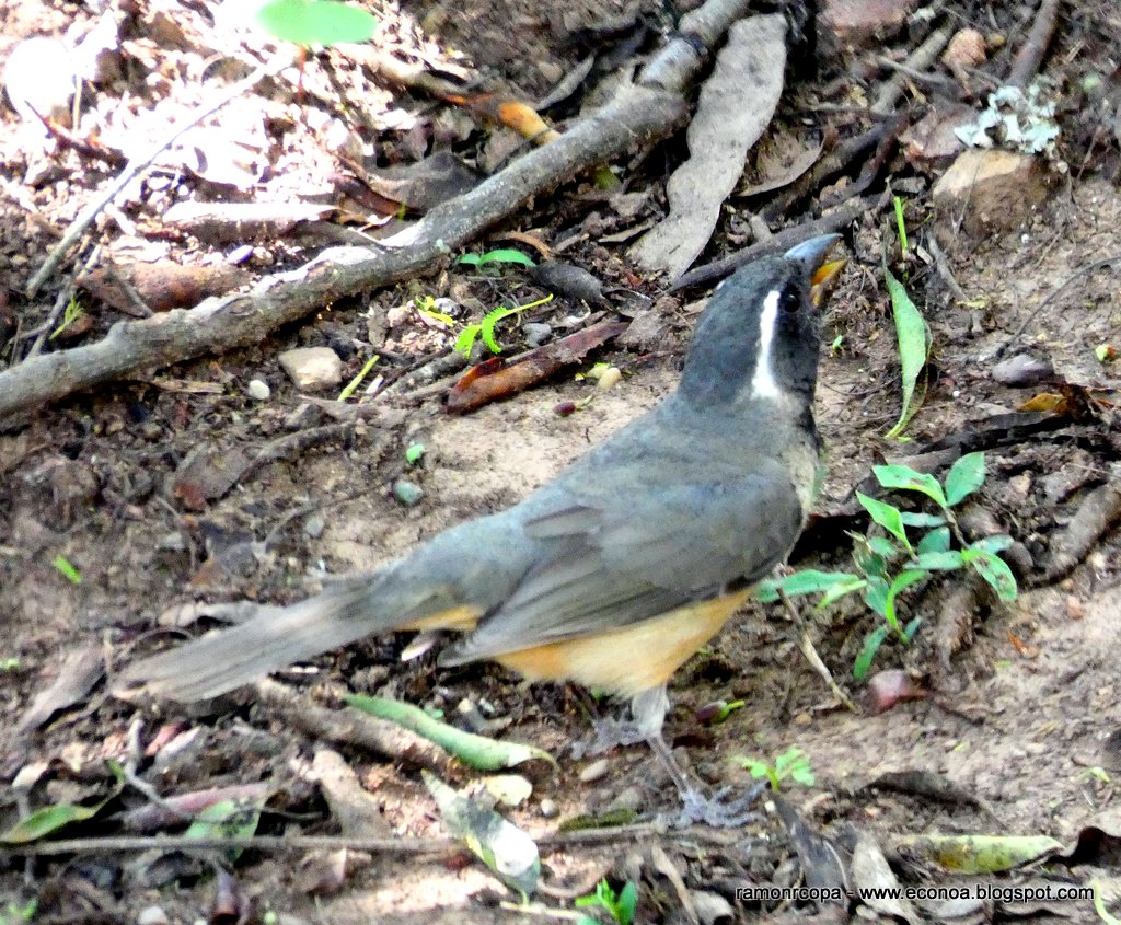 Foto Pepitero de Collar