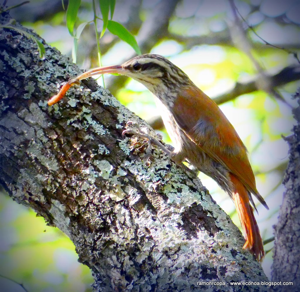 Foto Chinchero Chico