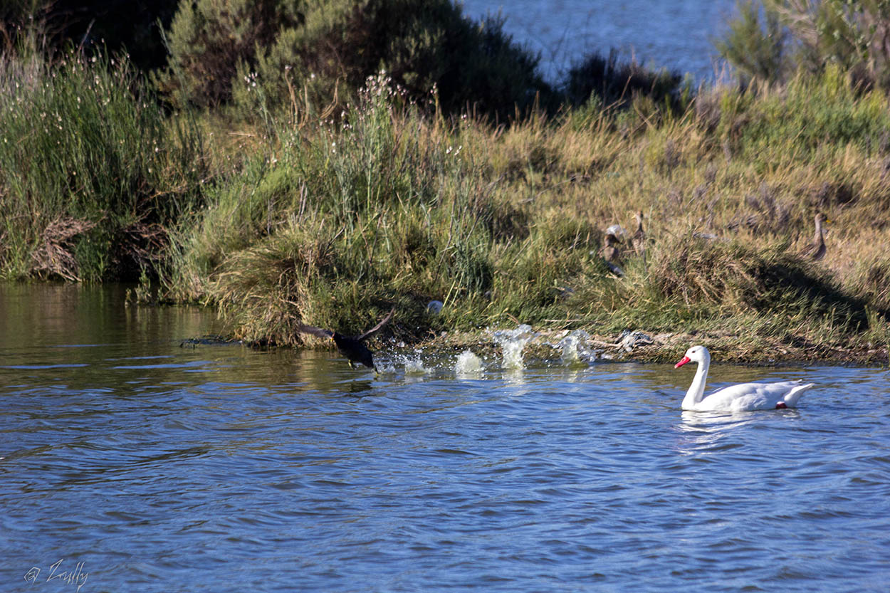Foto Gallareta Escudete Rojo