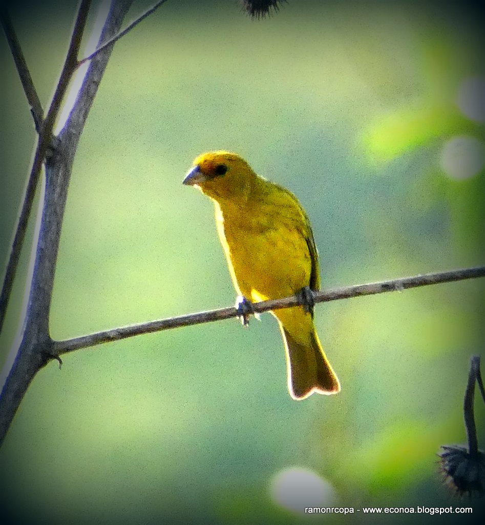 Foto Jilguero Dorado