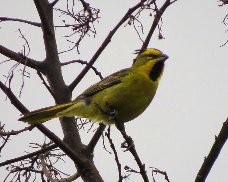 Foto Cardenal Amarillo
