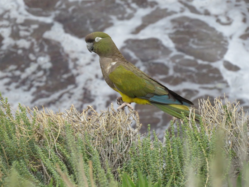 Foto Loro Barranquero