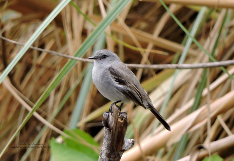 Photo Piojito Gris
