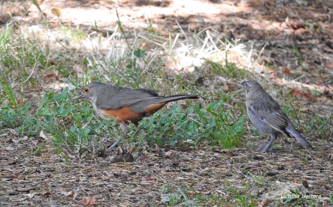 Foto Zorzal Colorado