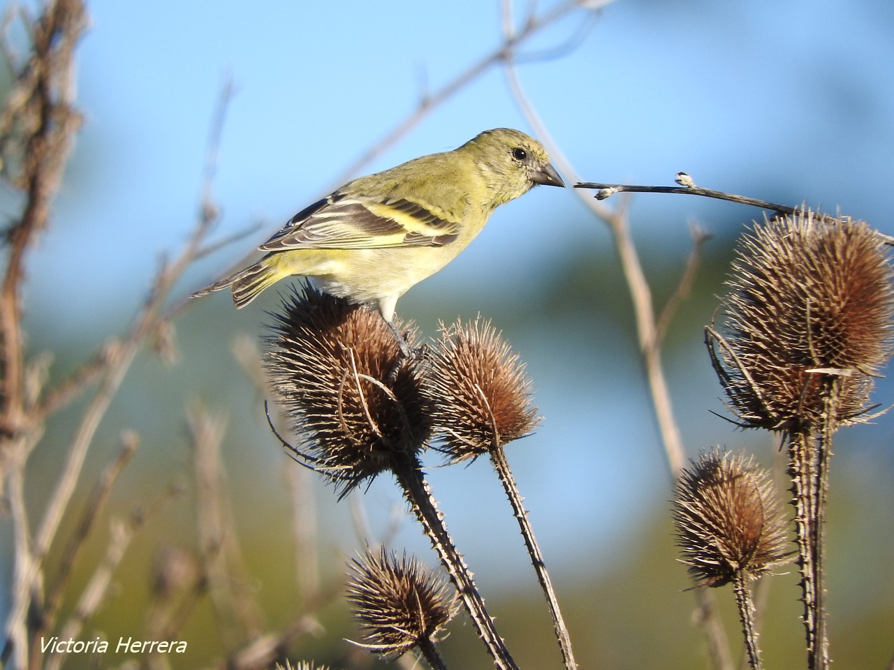Foto Cabecitanegra Común