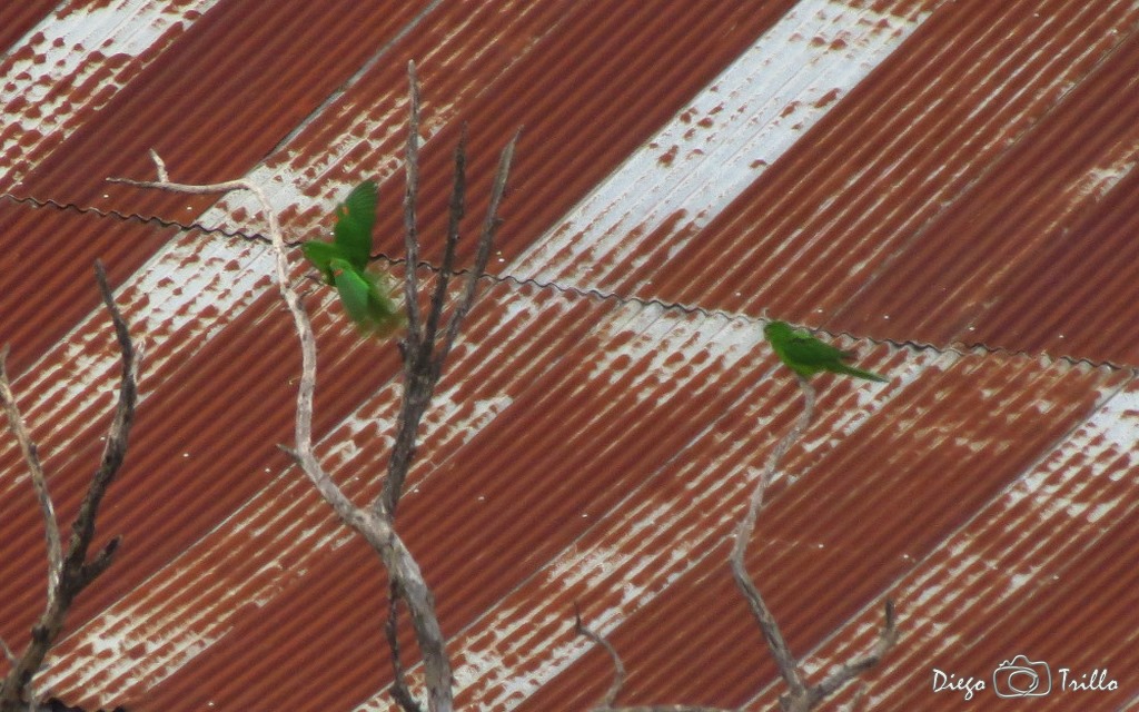 Foto Calancate Ala Roja