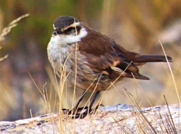 Photo Remolinera Andina